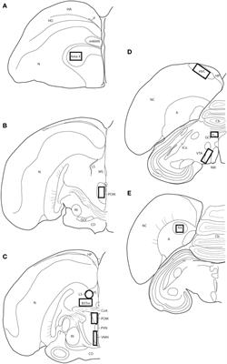 Dehydroepiandrosterone (DHEA) increases undirected singing behavior and alters dopaminergic regulation of undirected song in non-breeding male European starlings (Sturnus vulgaris)